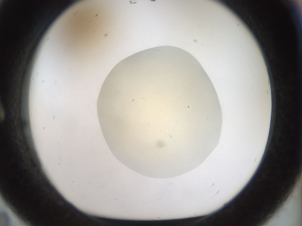 folderID933_plateID1933_batchID8219_wellNum11_profileID1_d1_r129019_ef.jpg