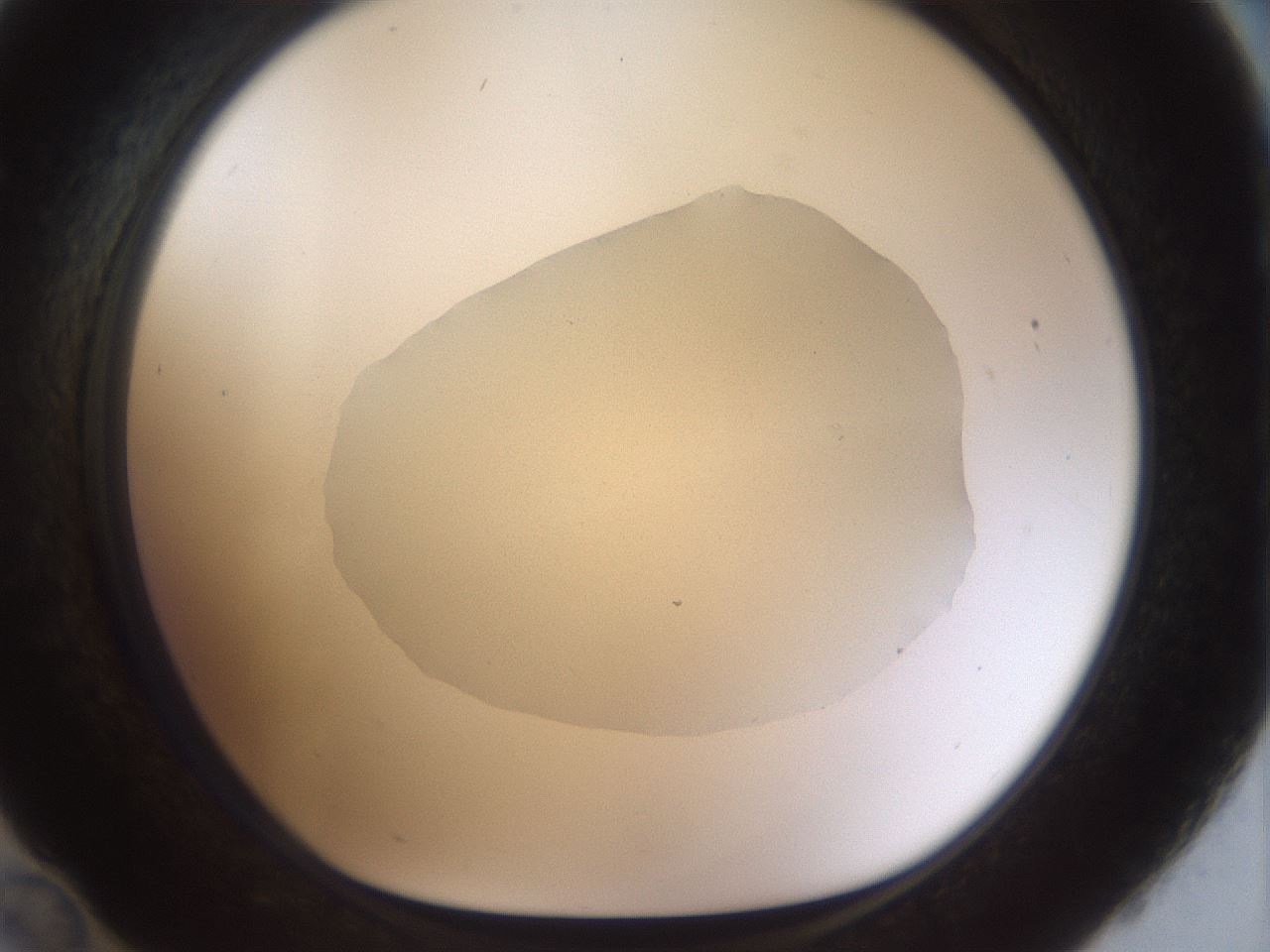 folderID933_plateID1933_batchID8219_wellNum36_profileID1_d1_r129044_ef.jpg