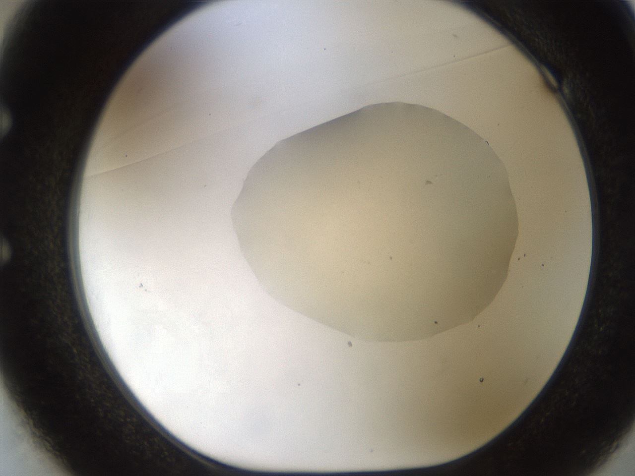 folderID933_plateID1933_batchID8219_wellNum49_profileID1_d1_r129057_ef.jpg