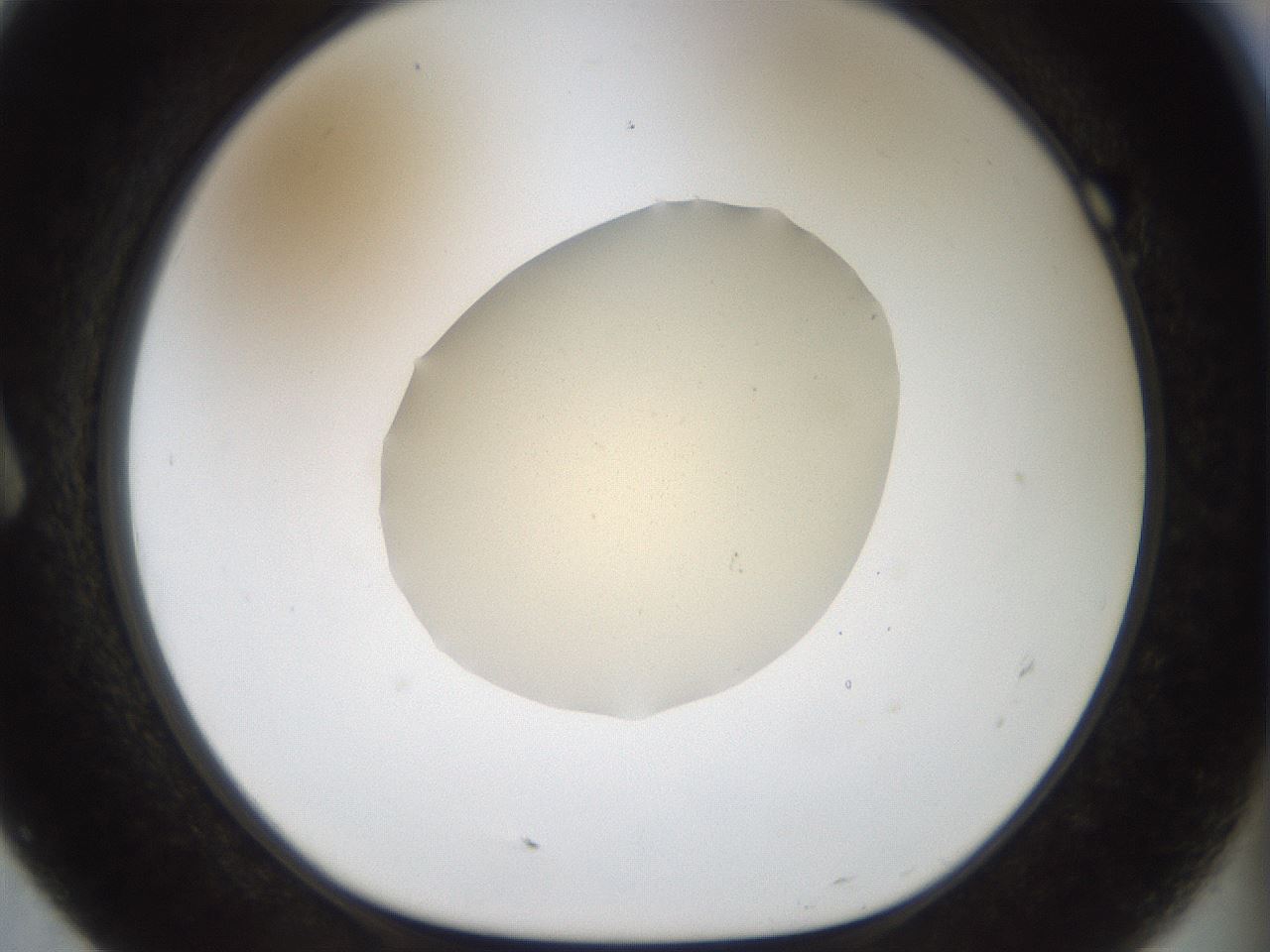 folderID933_plateID1933_batchID8244_wellNum7_profileID1_d1_r129015_ef.jpg