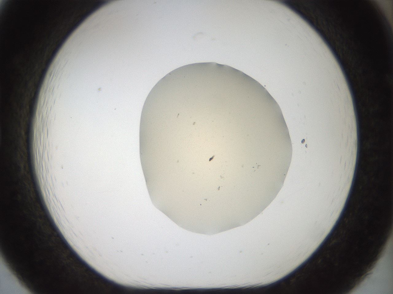 folderID933_plateID1933_batchID8308_wellNum19_profileID1_d1_r129027_ef.jpg