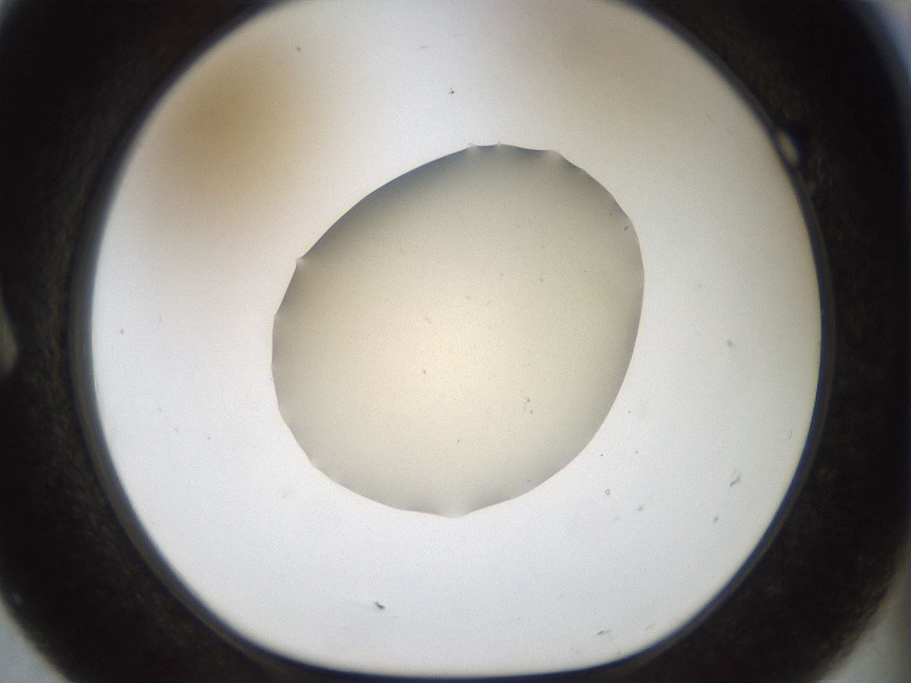 folderID933_plateID1933_batchID8308_wellNum7_profileID1_d1_r129015_ef.jpg