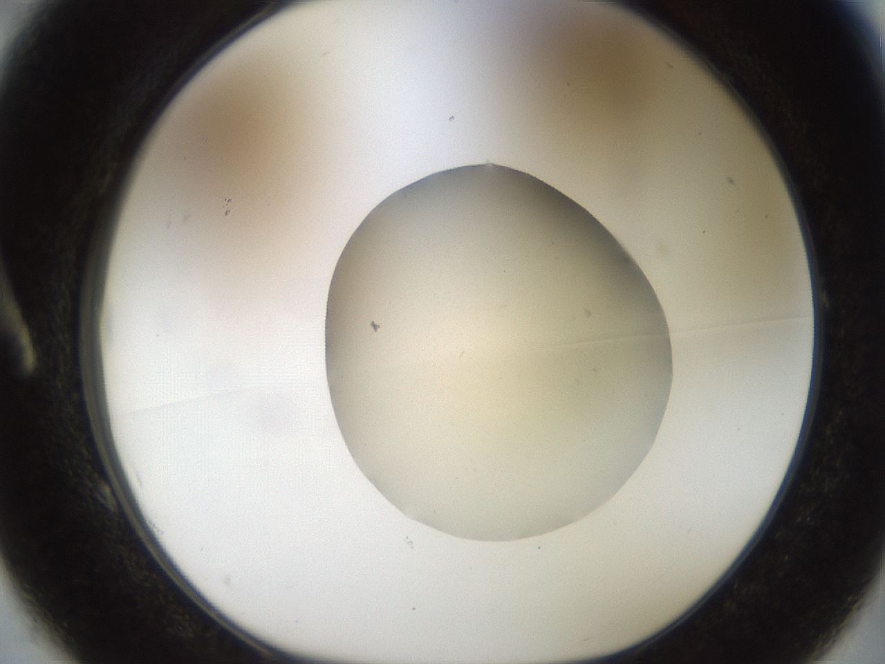 folderID933_plateID1933_batchID8308_wellNum1_profileID1_d1_r129009_ef.jpg