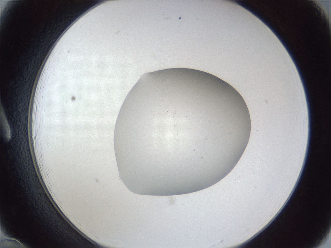 folderID934_plateID934_batchID1279_wellNum12_profileID1_d1_r34489_ef.jpg