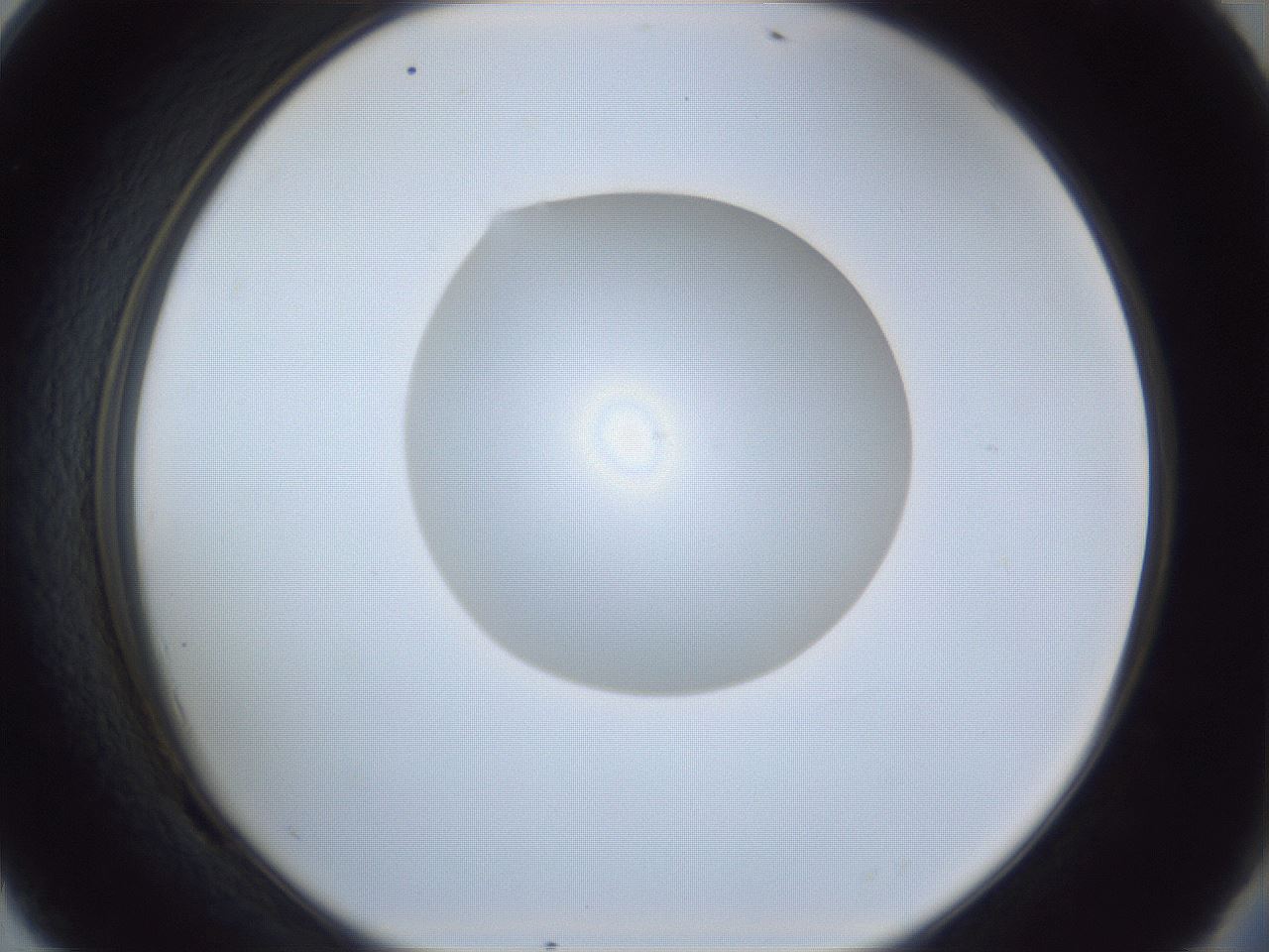 folderID934_plateID934_batchID1279_wellNum69_profileID1_d2_r34604_ef.jpg