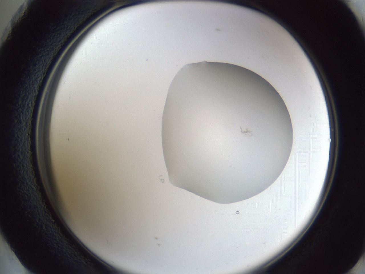 folderID934_plateID934_batchID1279_wellNum73_profileID1_d2_r34612_ef.jpg