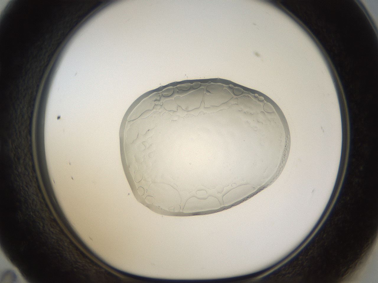 folderID935_plateID935_batchID1136_wellNum59_profileID1_d1_r34775_ef.jpg