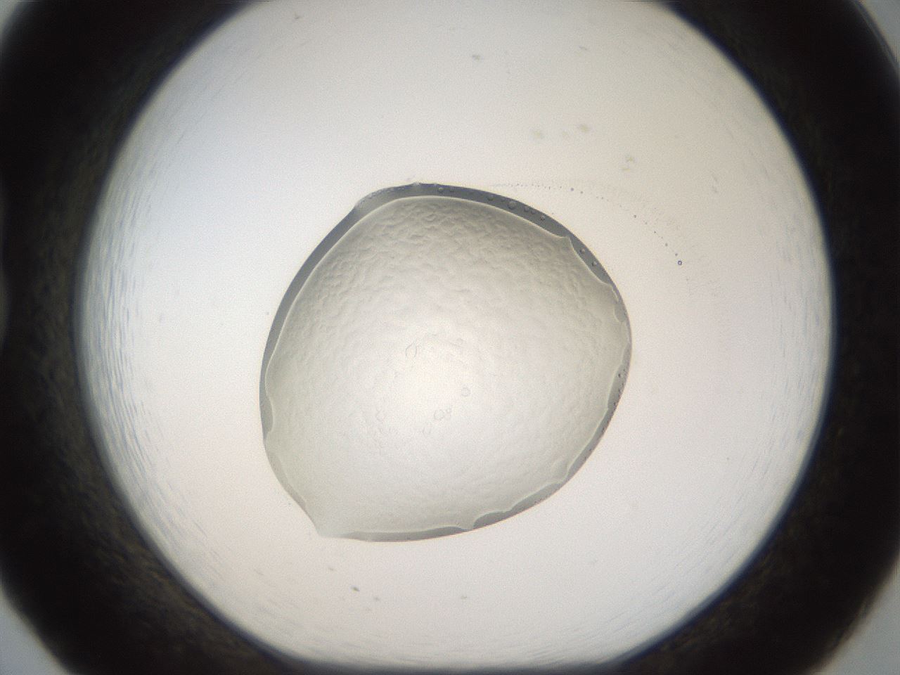 folderID935_plateID935_batchID1159_wellNum20_profileID1_d1_r34697_ef.jpg