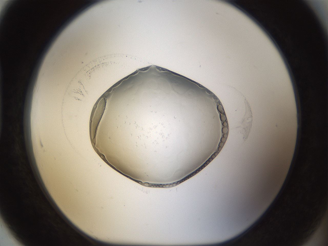 folderID935_plateID935_batchID1180_wellNum91_profileID1_d1_r34839_ef.jpg