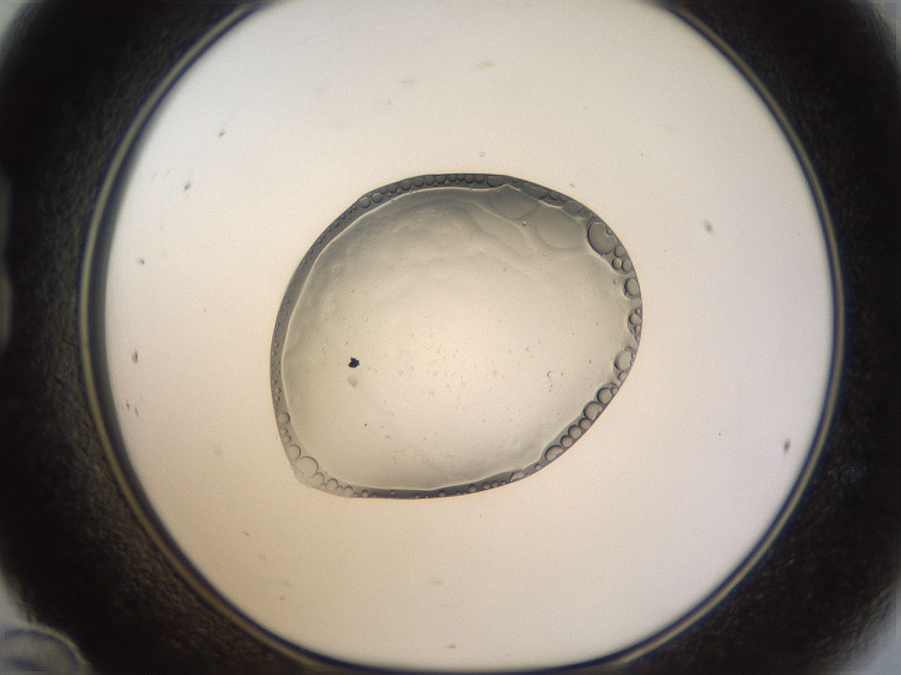 folderID935_plateID935_batchID1222_wellNum24_profileID1_d1_r34705_ef.jpg