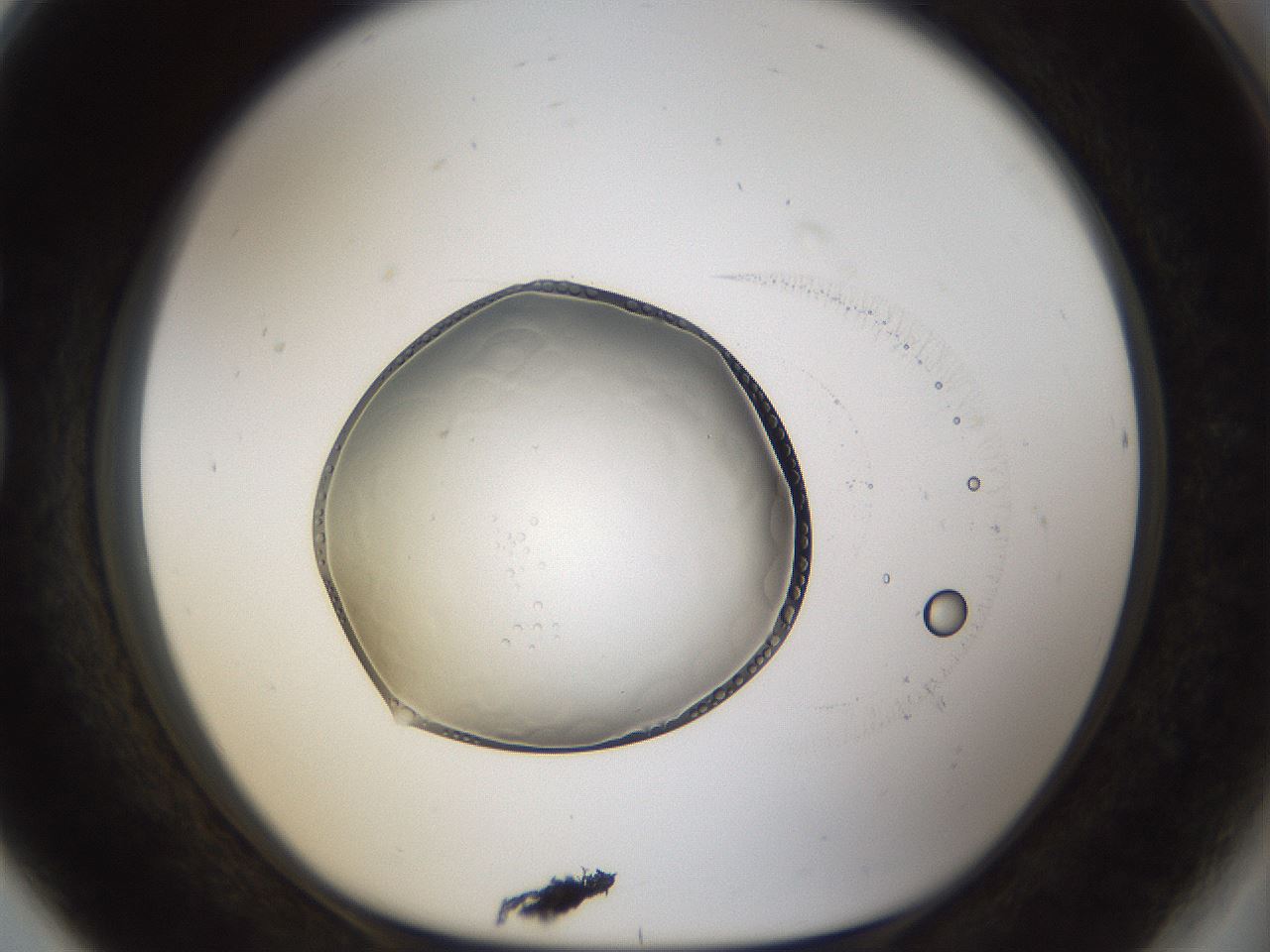 folderID935_plateID935_batchID1222_wellNum80_profileID1_d1_r34817_ef.jpg
