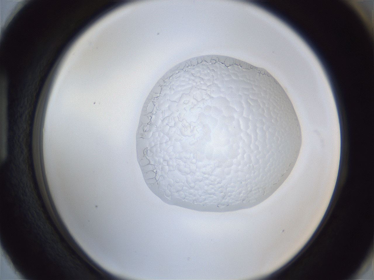 folderID936_plateID936_batchID1202_wellNum87_profileID1_d1_r35023_ef.jpg