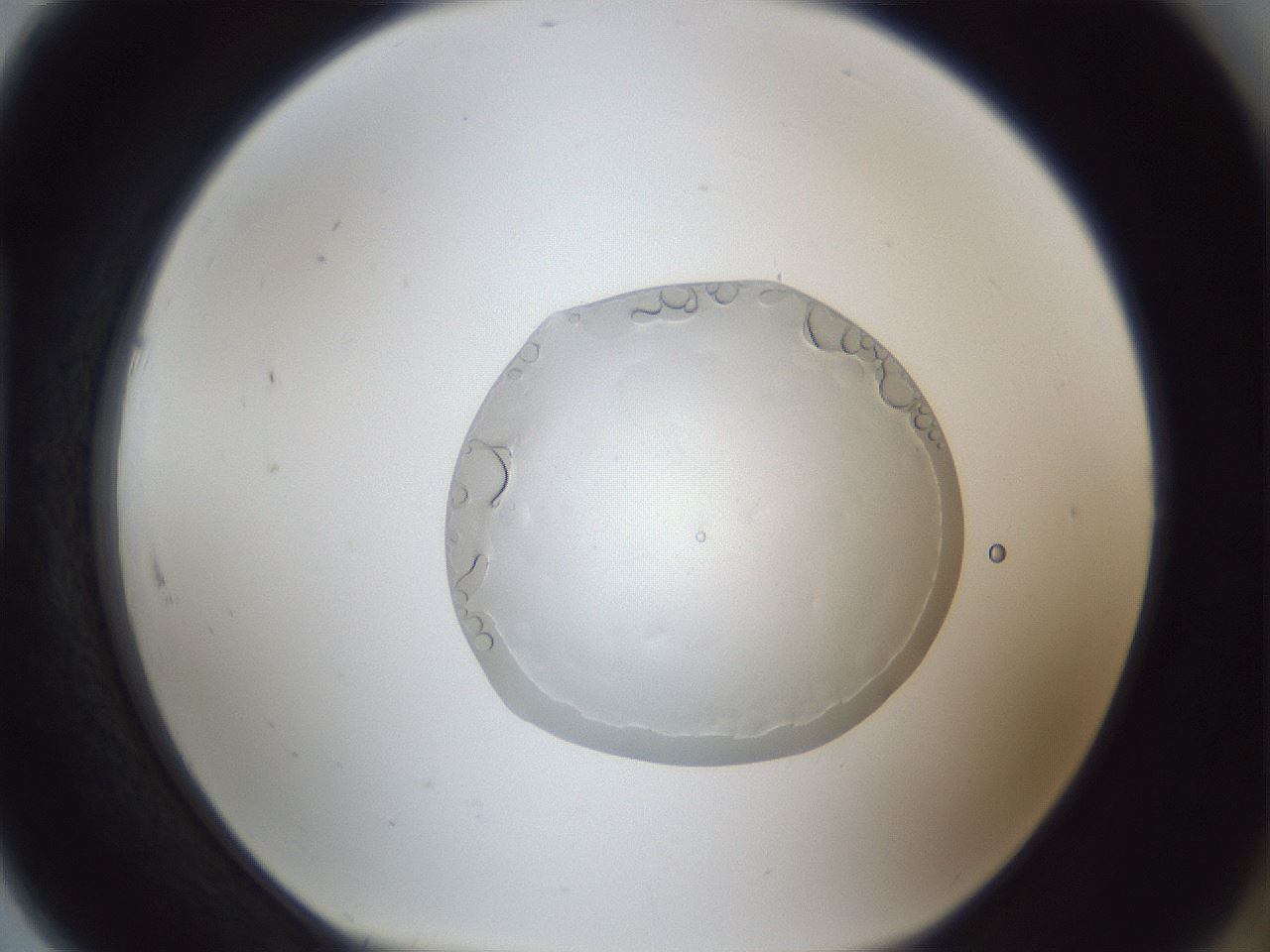 folderID936_plateID936_batchID1202_wellNum91_profileID1_d1_r35031_ef.jpg