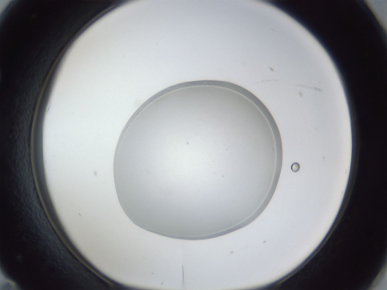 folderID936_plateID936_batchID1284_wellNum71_profileID1_d1_r34991_ef.jpg