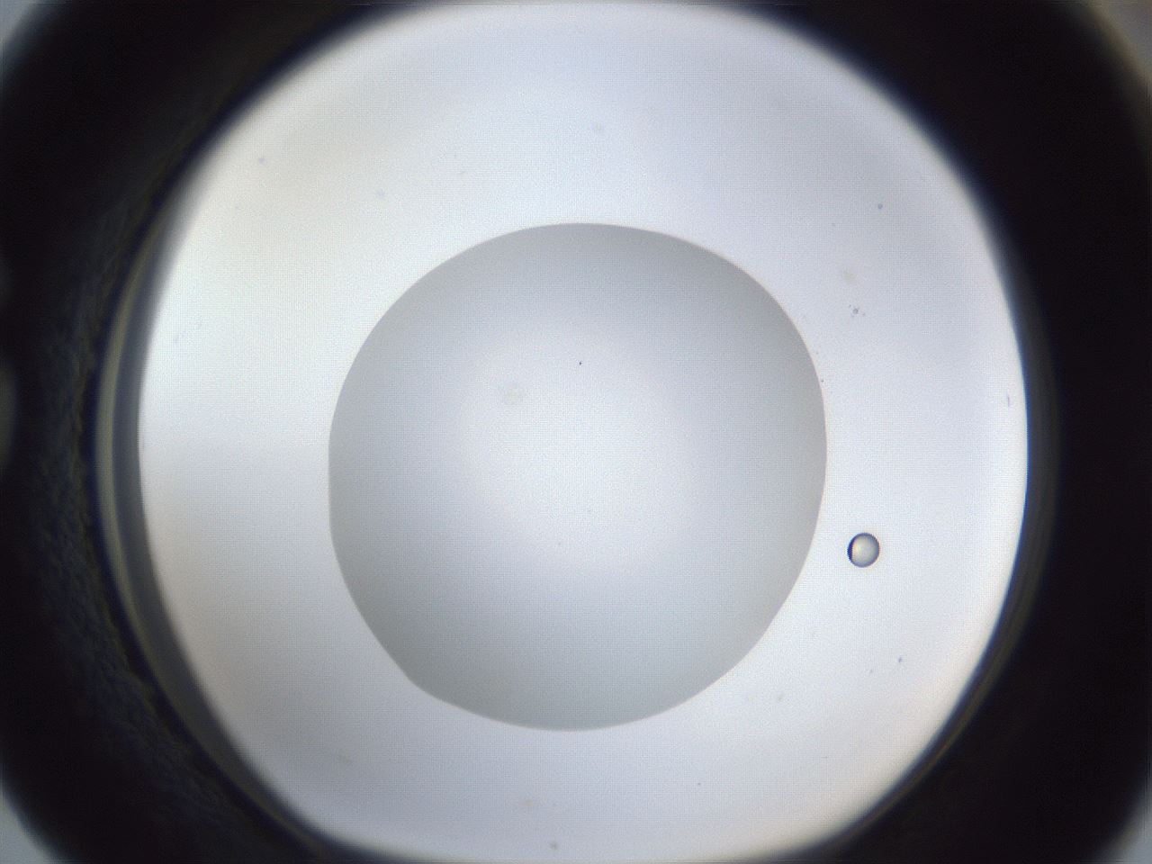 folderID936_plateID936_batchID1284_wellNum76_profileID1_d1_r35001_ef.jpg