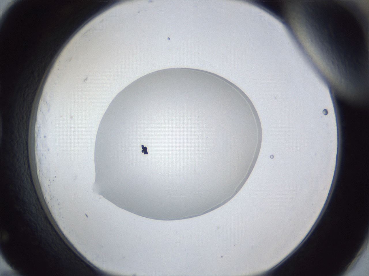 folderID936_plateID936_batchID1284_wellNum83_profileID1_d1_r35015_ef.jpg