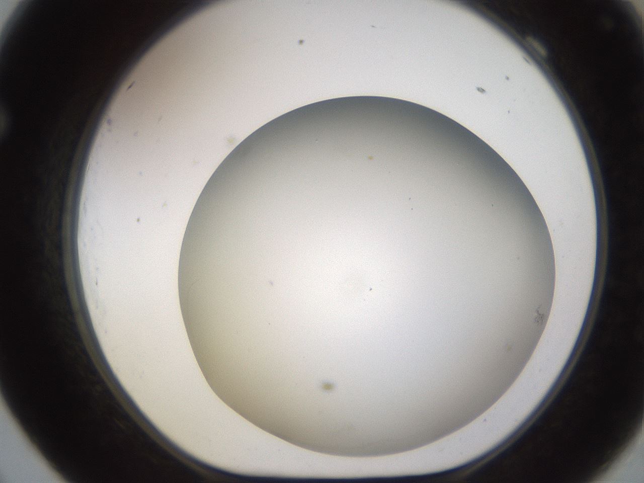 folderID939_plateID2939_batchID15820_wellNum69_profileID1_d1_r242100_ef.jpg
