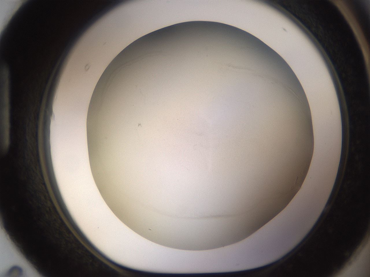 folderID939_plateID2939_batchID15942_wellNum95_profileID1_d1_r242152_ef.jpg