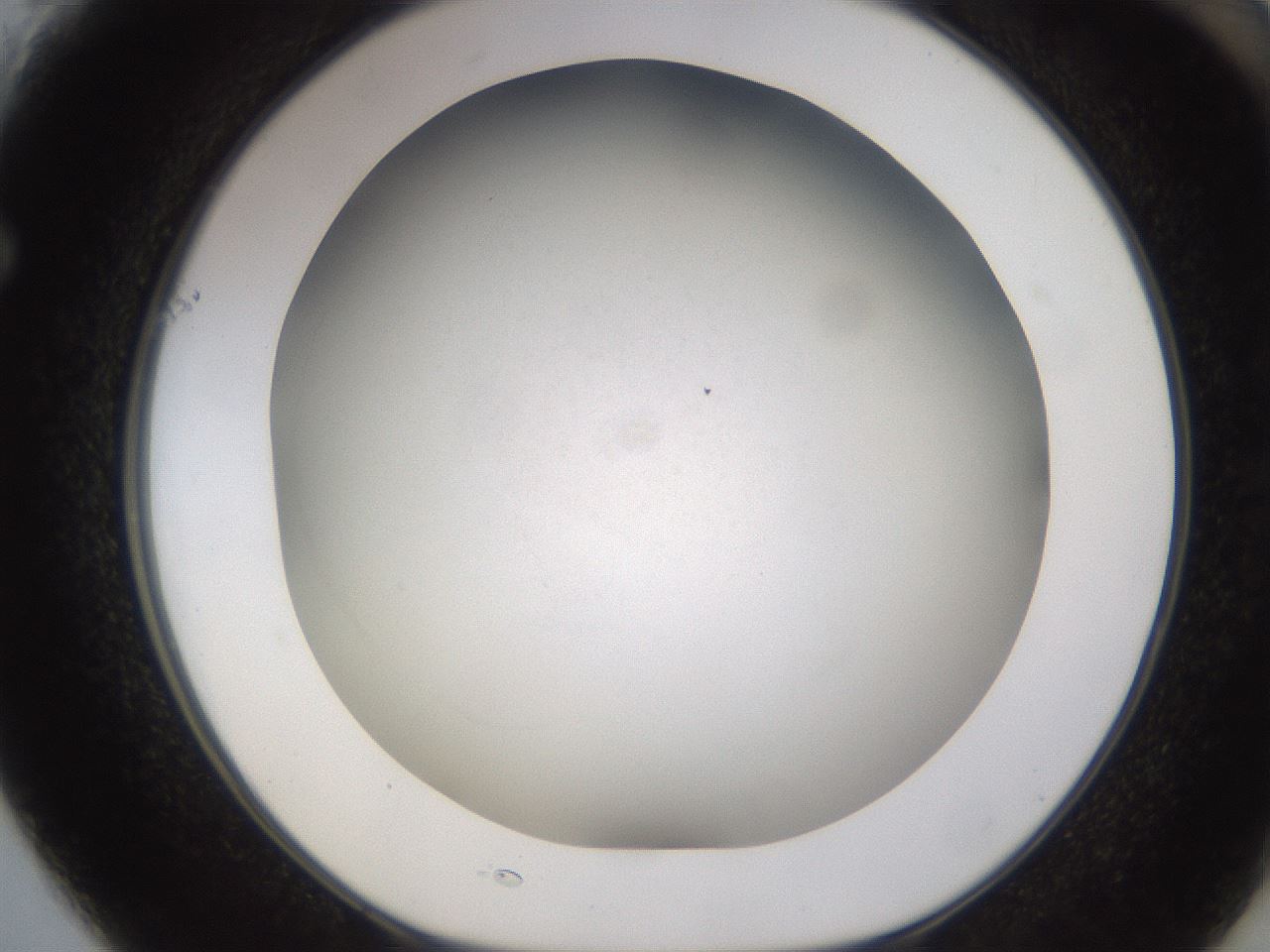 folderID939_plateID2939_batchID16865_wellNum61_profileID1_d1_r242084_ef.jpg