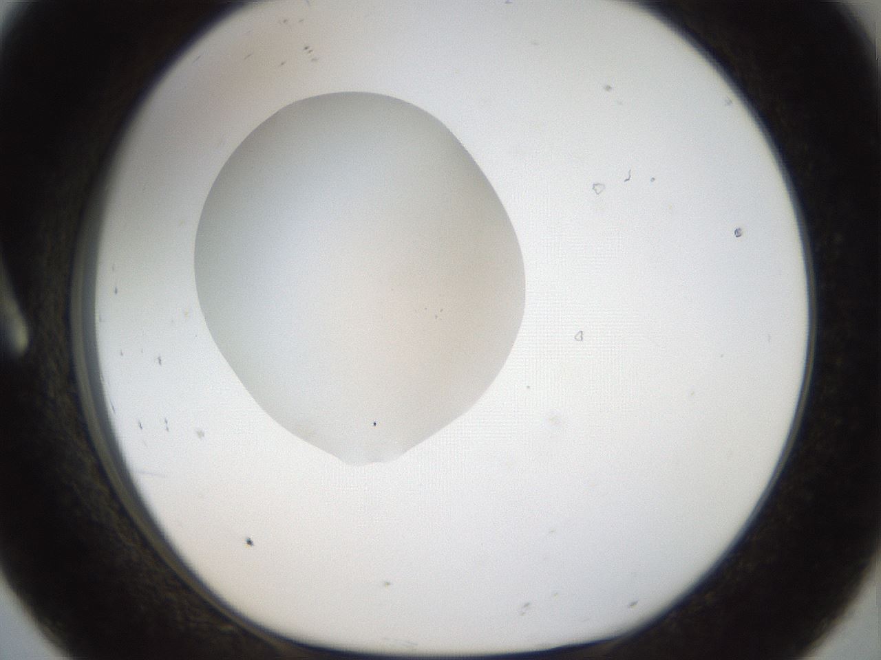 folderID939_plateID939_batchID1564_wellNum8_profileID1_d1_r35050_ef.jpg