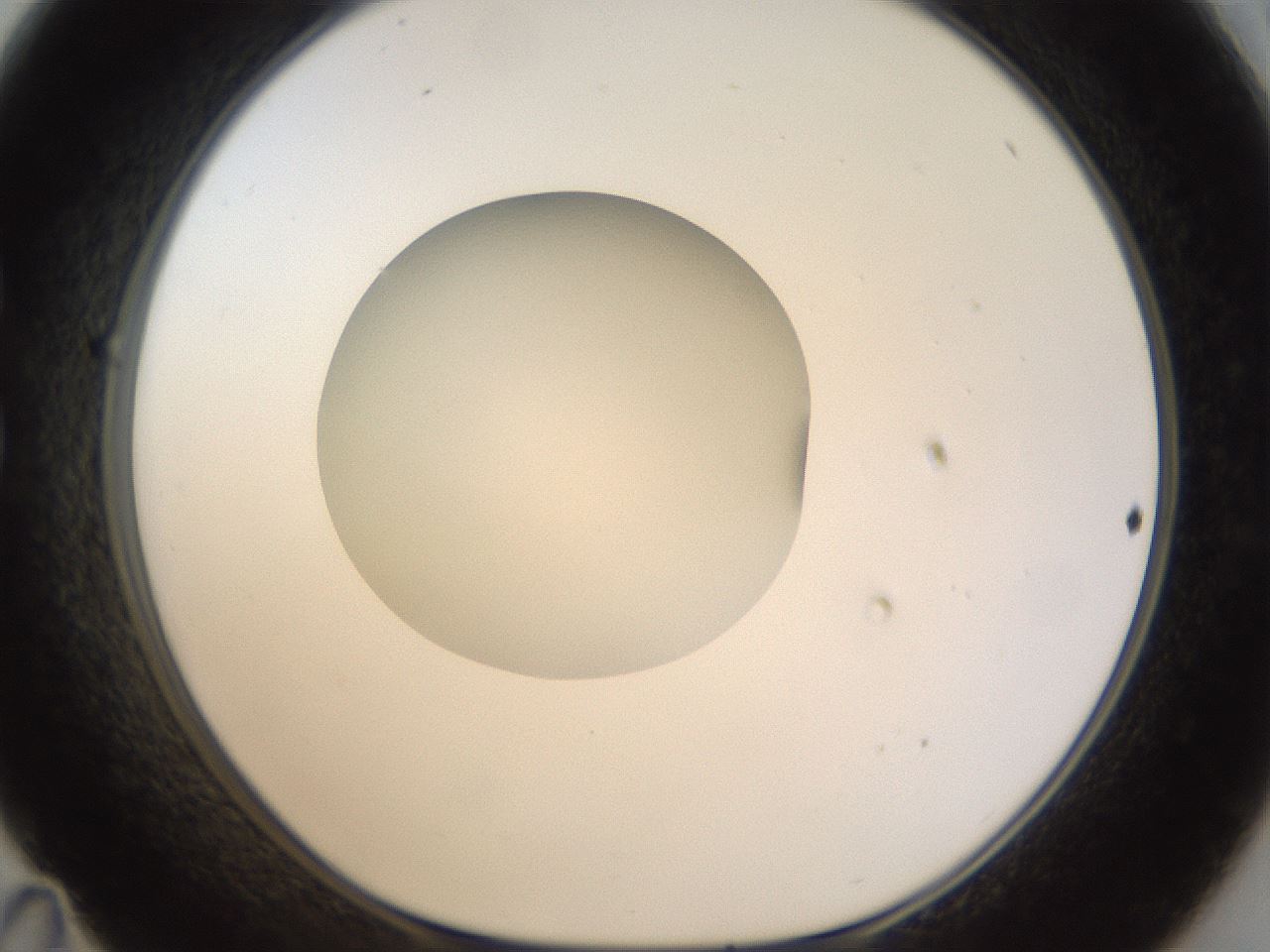 folderID940_plateID940_batchID1274_wellNum35_profileID1_d1_r35365_ef.jpg