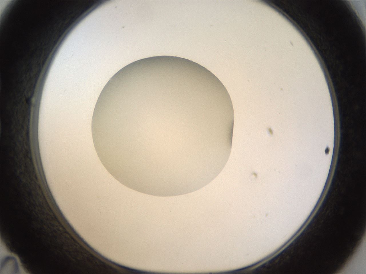 folderID940_plateID940_batchID1292_wellNum35_profileID1_d1_r35365_ef.jpg