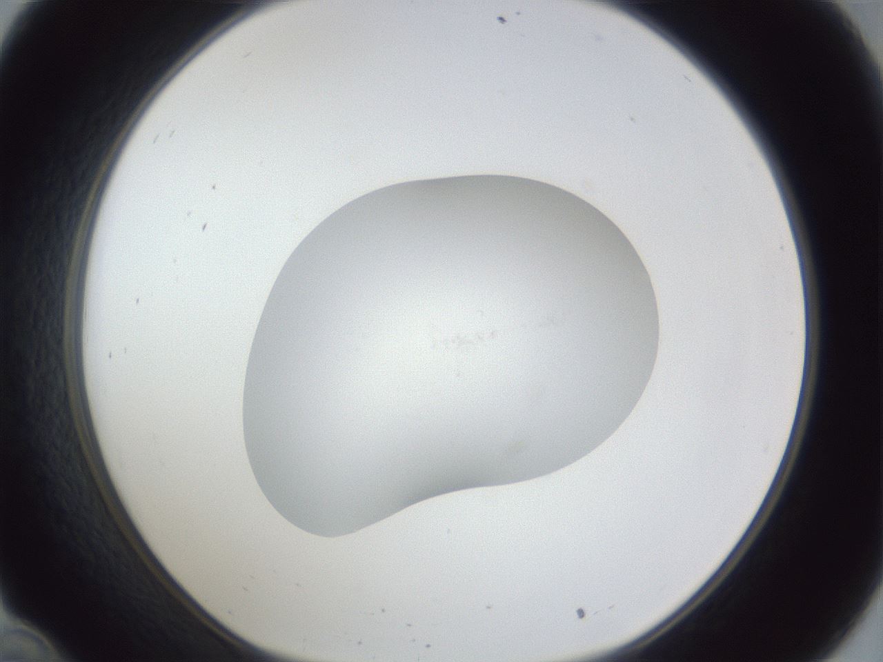 folderID941_plateID941_batchID1131_wellNum34_profileID1_d1_r35268_ef.jpg