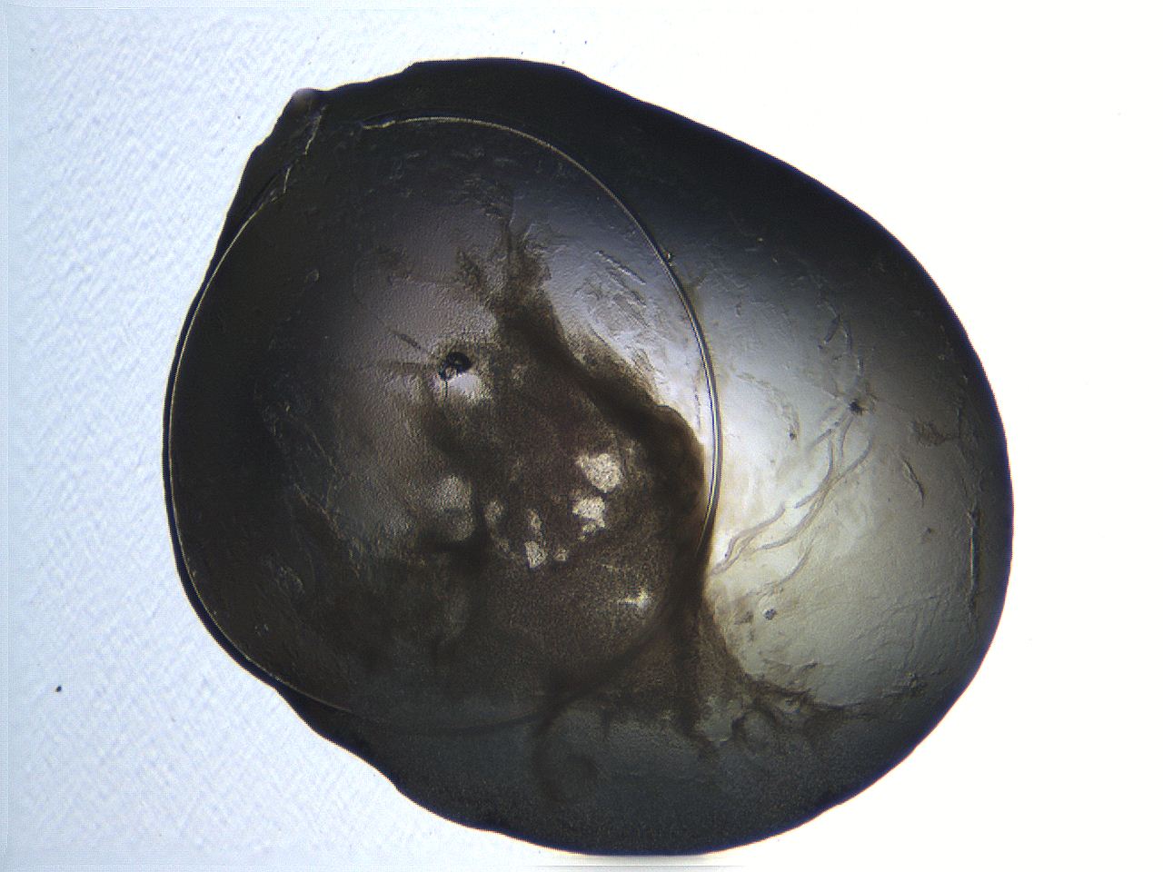04os_G11_ImagerDefaults_3.jpg