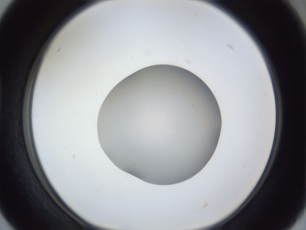 folderID941_plateID941_batchID1293_wellNum40_profileID1_d1_r35274_ef.jpg