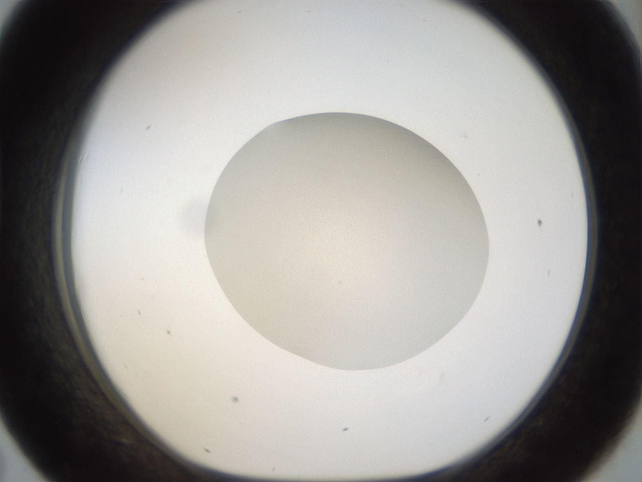 folderID942_plateID942_batchID1294_wellNum43_profileID1_d1_r35565_ef.jpg