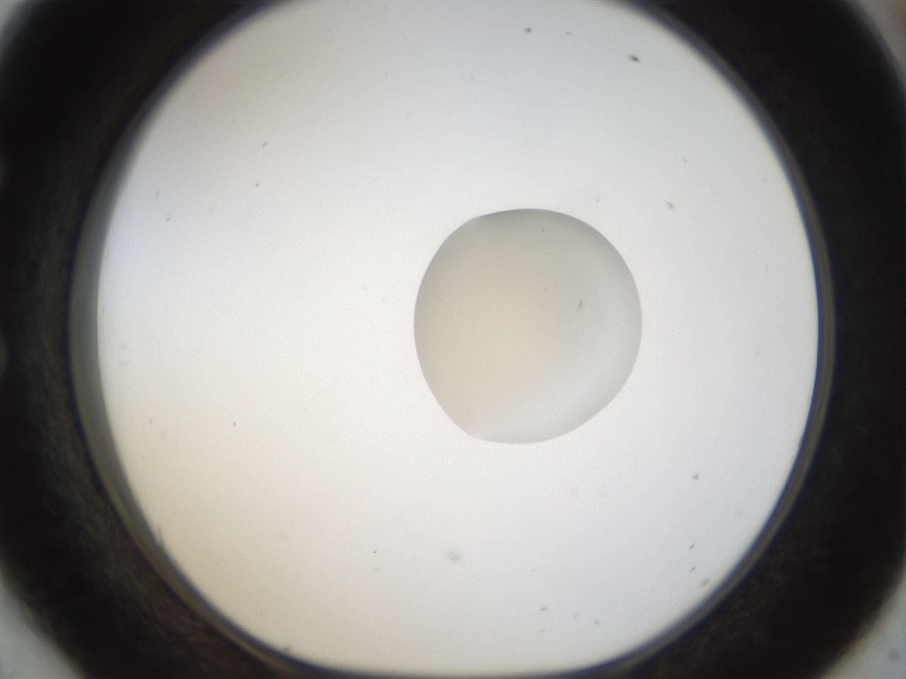 folderID942_plateID942_batchID1294_wellNum54_profileID1_d1_r35576_ef.jpg