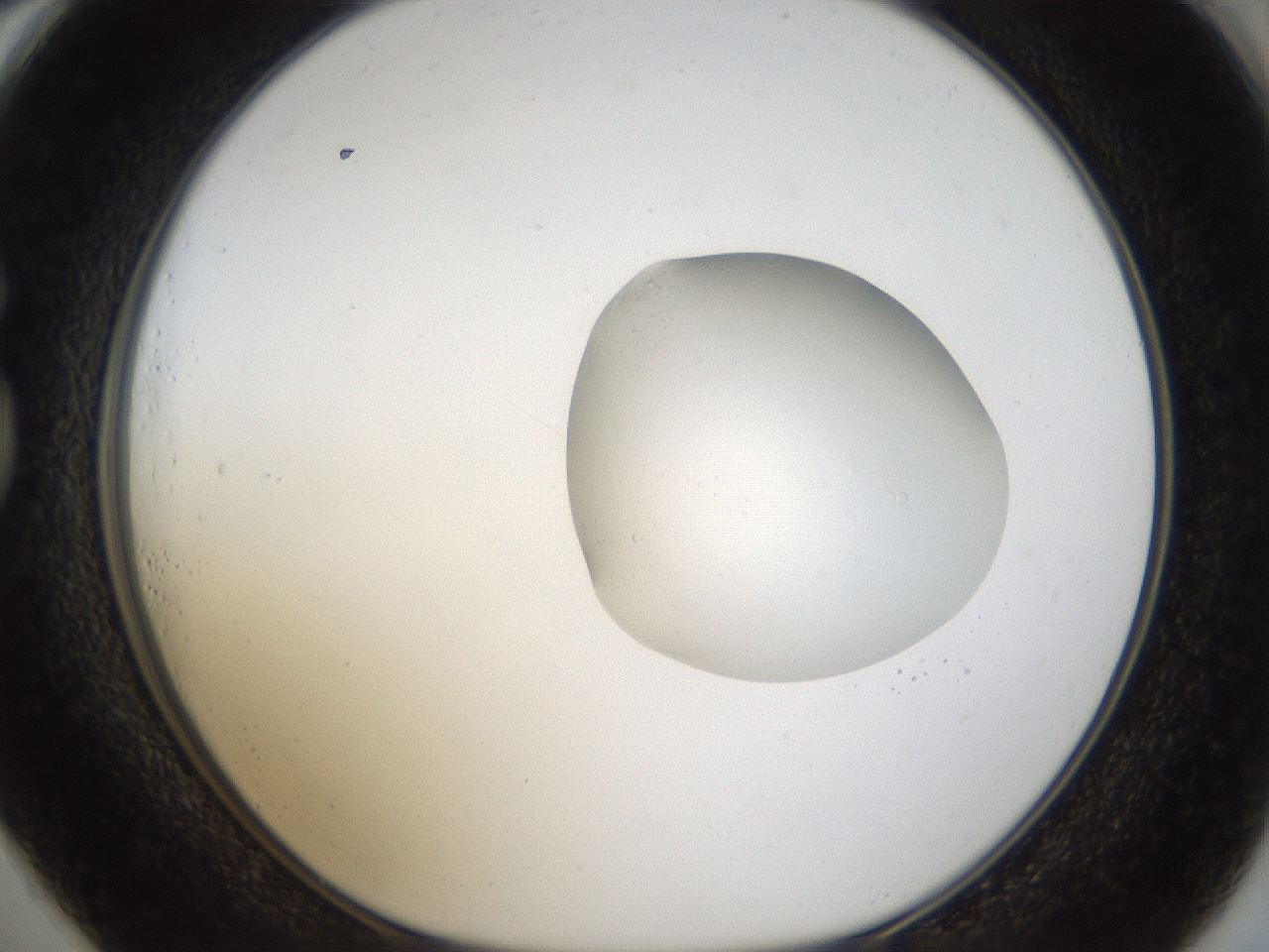 folderID942_plateID942_batchID1294_wellNum73_profileID1_d1_r35595_ef.jpg