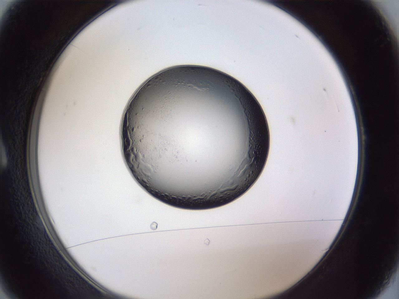 folderID943_plateID943_batchID1295_wellNum1_profileID1_d1_r35427_ef.jpg