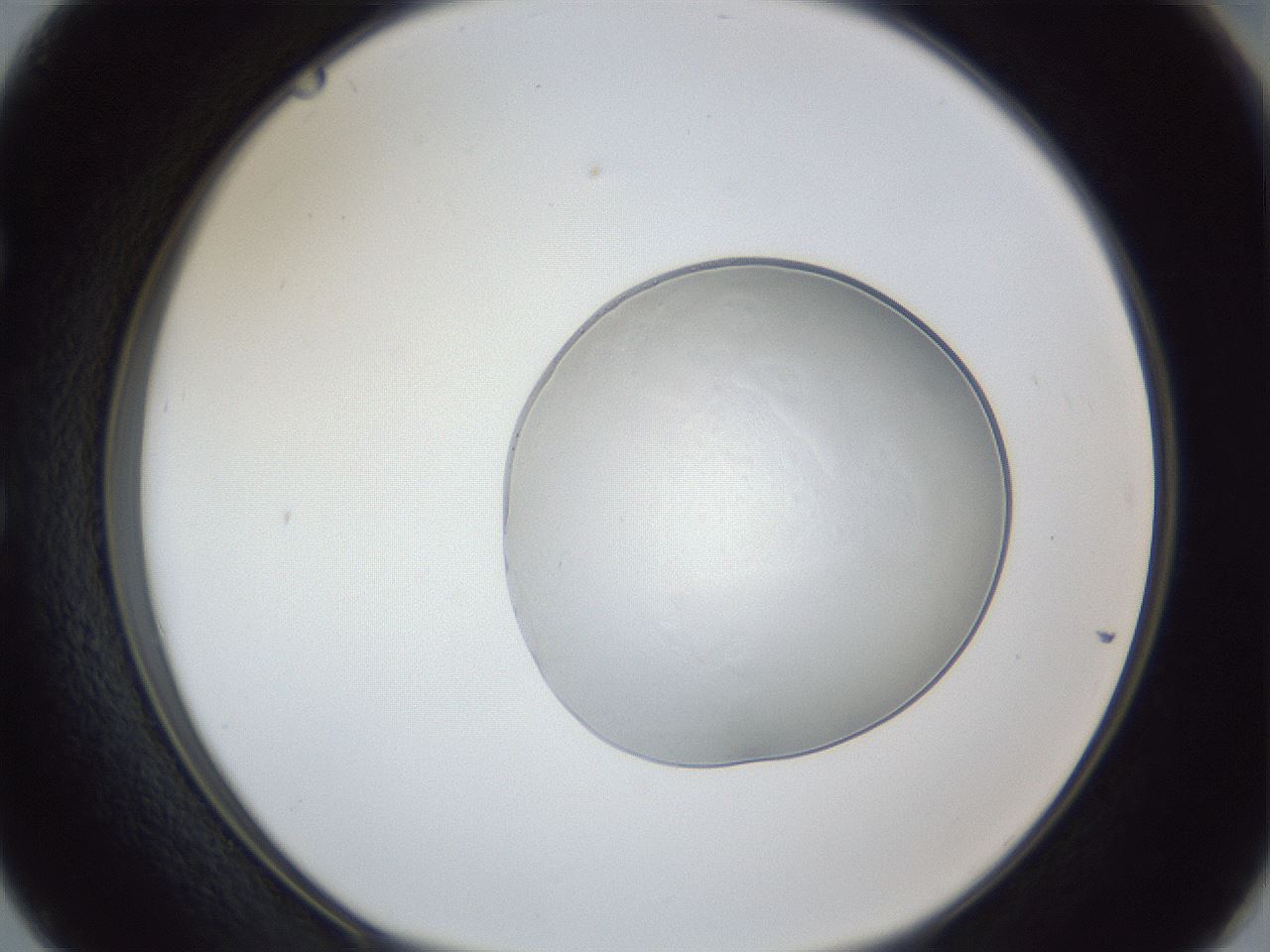 folderID943_plateID943_batchID1295_wellNum50_profileID1_d1_r35476_ef.jpg