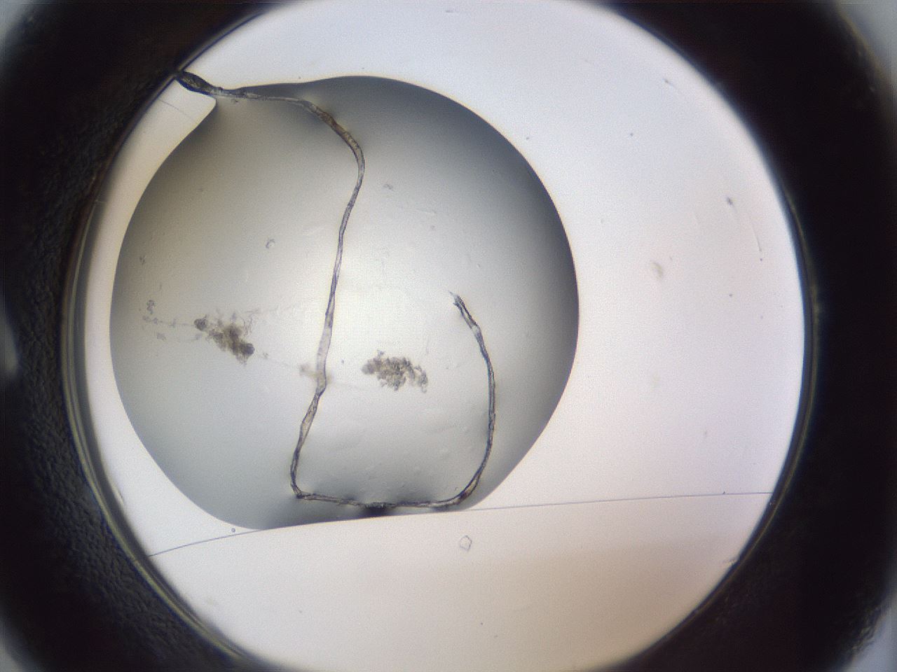 folderID945_plateID945_batchID1309_wellNum1_profileID1_d1_r35715_ef.jpg