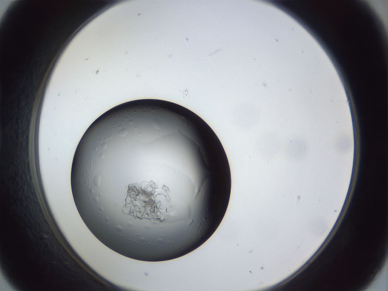 folderID945_plateID945_batchID1309_wellNum21_profileID1_d1_r35735_ef.jpg