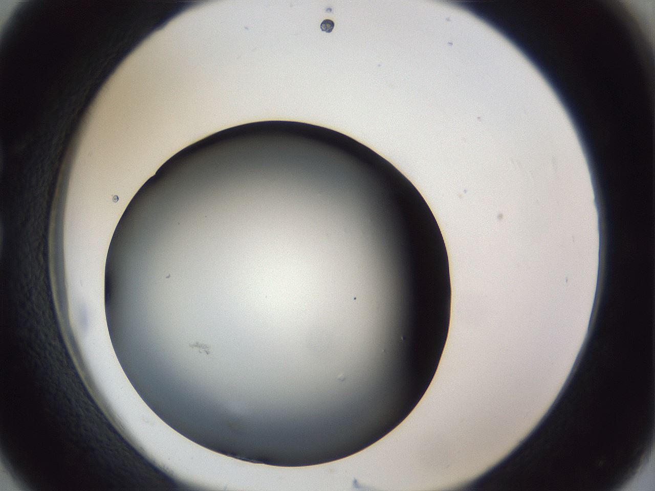 folderID945_plateID945_batchID1309_wellNum26_profileID1_d1_r35740_ef.jpg