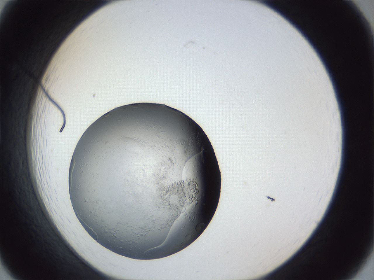 folderID944_plateID944_batchID1308_wellNum19_profileID1_d1_r35637_ef.jpg