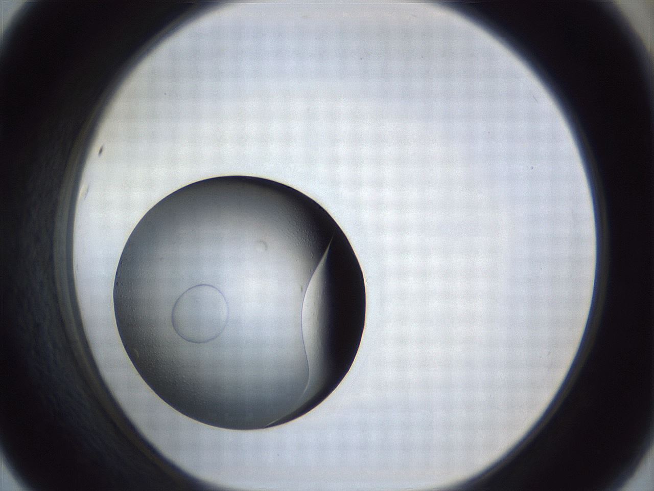 folderID945_plateID945_batchID1309_wellNum67_profileID1_d1_r35781_ef.jpg