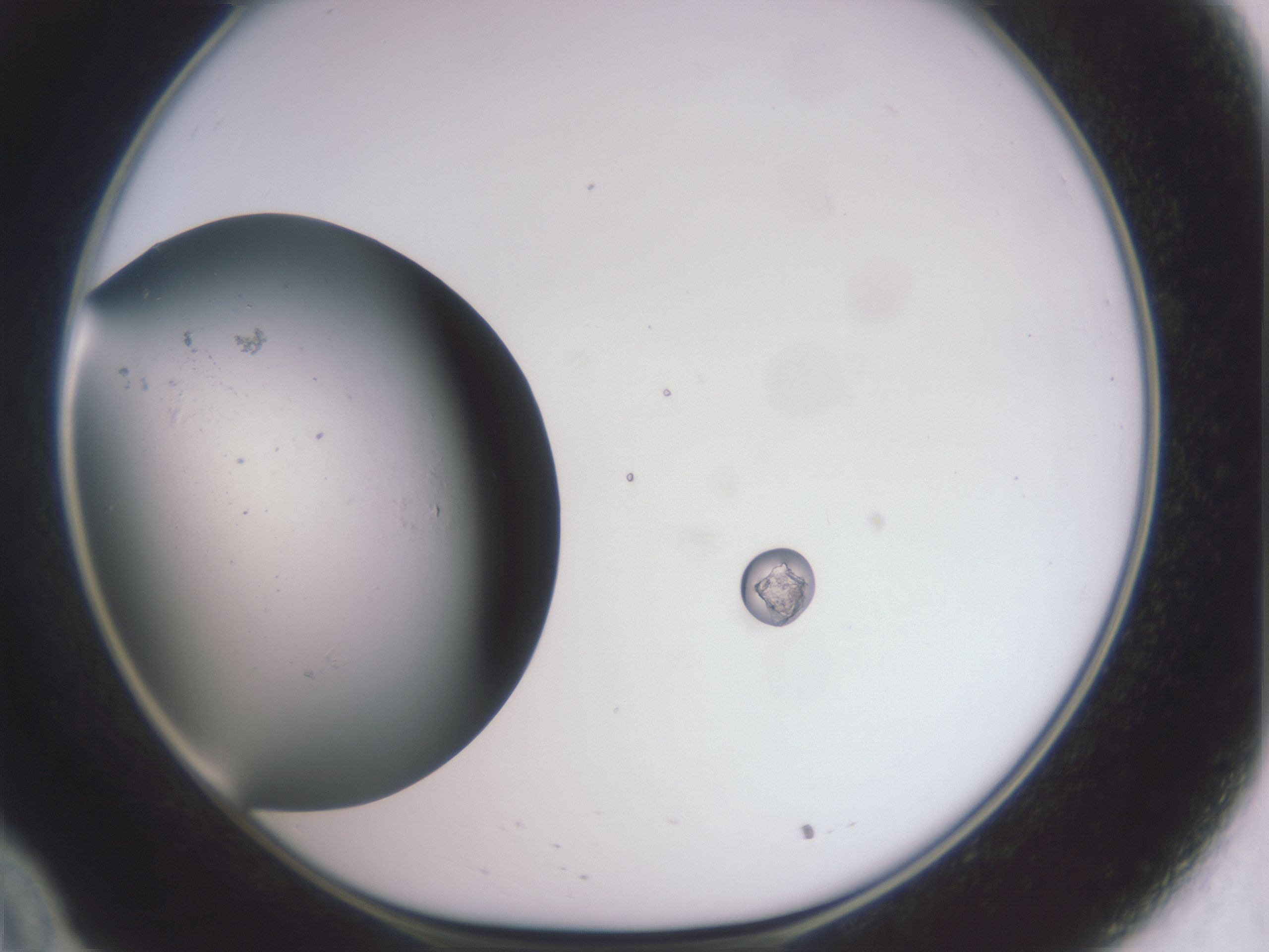 folderID945_plateID945_batchID1381_wellNum34_profileID1_d1_r35748_ef.jpg