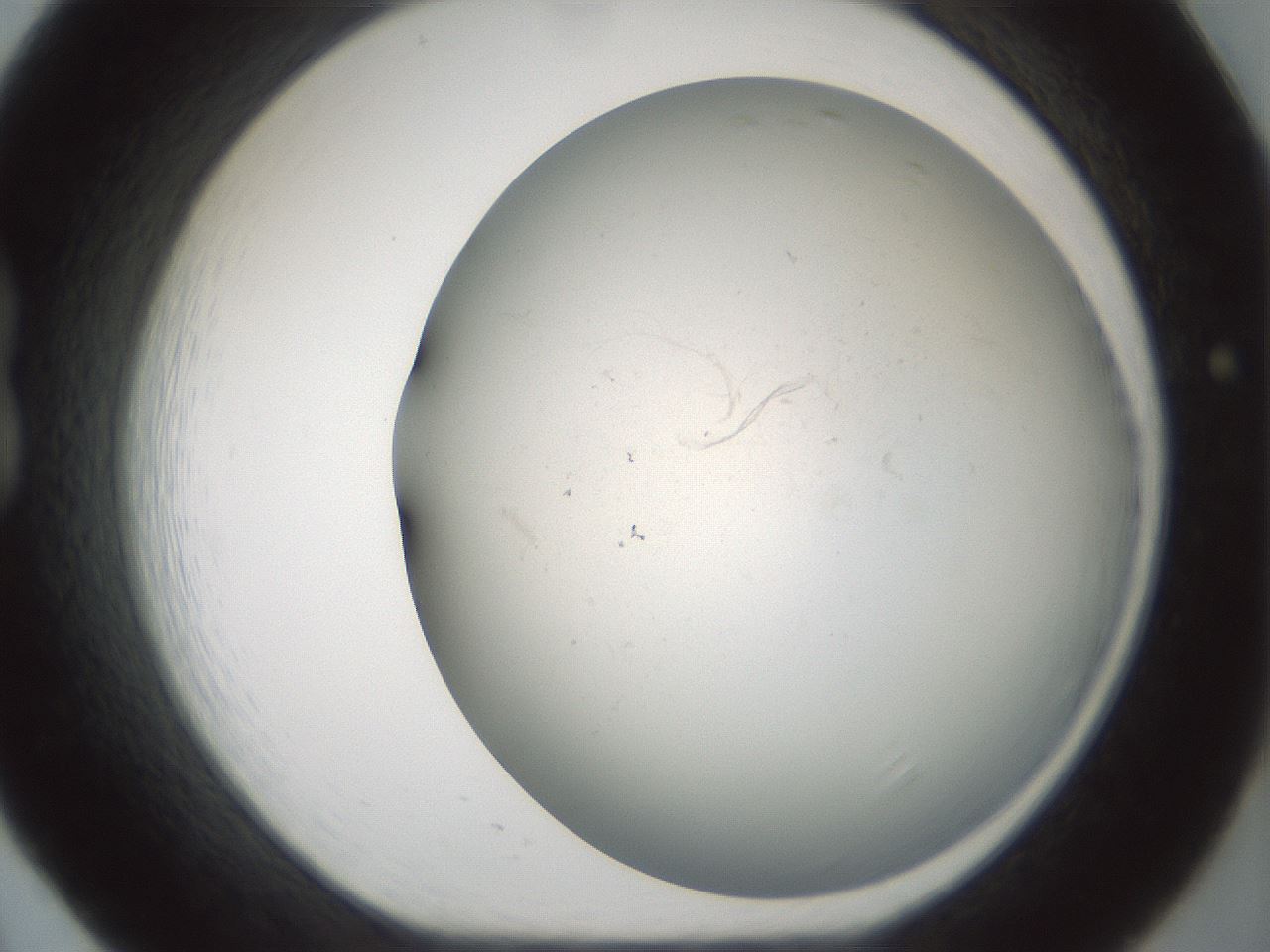 folderID946_plateID2946_batchID17431_wellNum20_profileID1_d1_r242755_ef.jpg