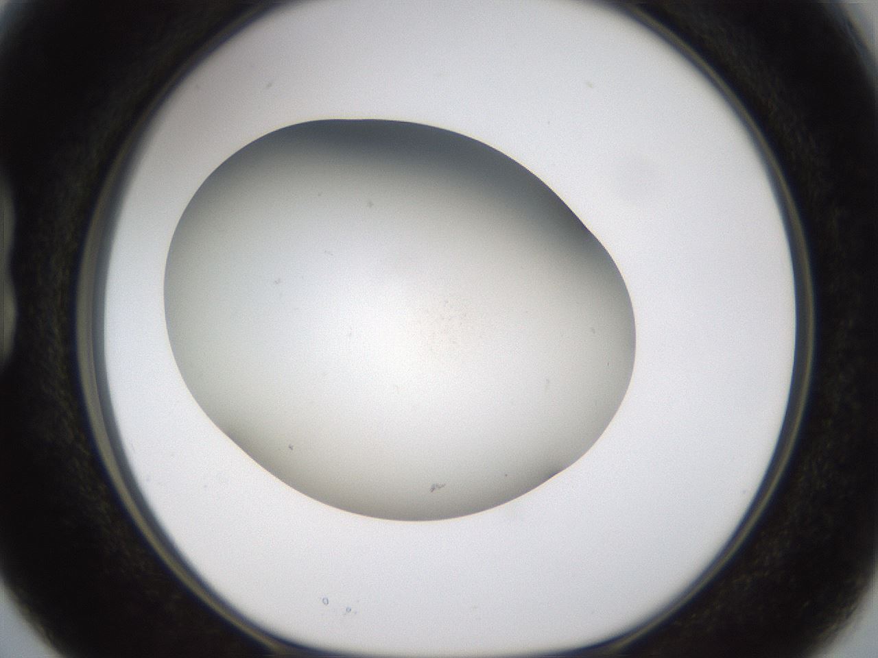 folderID947_plateID2947_batchID16030_wellNum15_profileID1_d1_r243136_ef.jpg