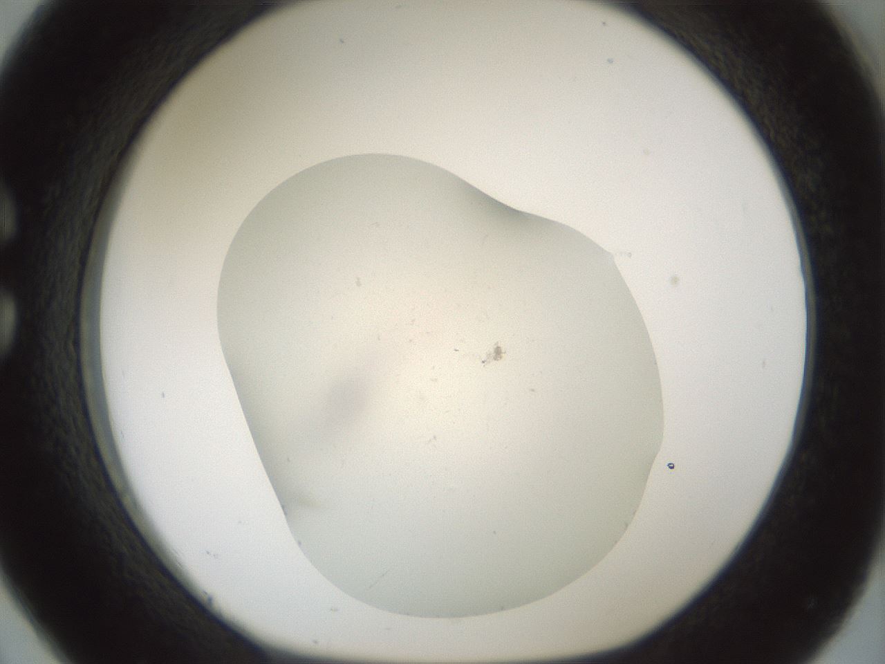 folderID949_plateID2949_batchID16027_wellNum26_profileID1_d1_r243051_ef.jpg