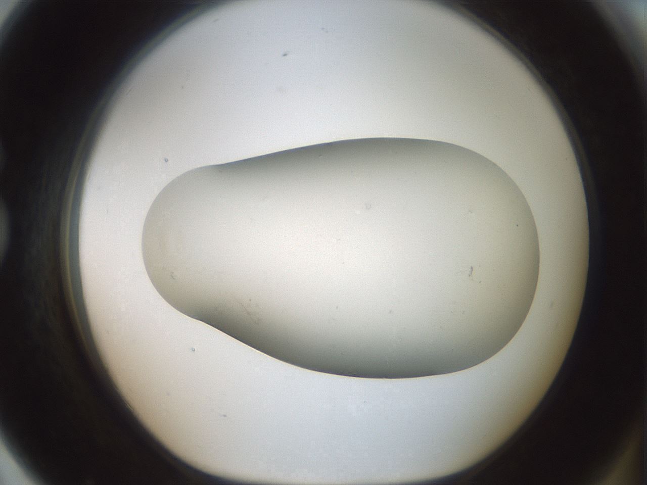 folderID949_plateID2949_batchID16027_wellNum79_profileID1_d1_r243104_ef.jpg