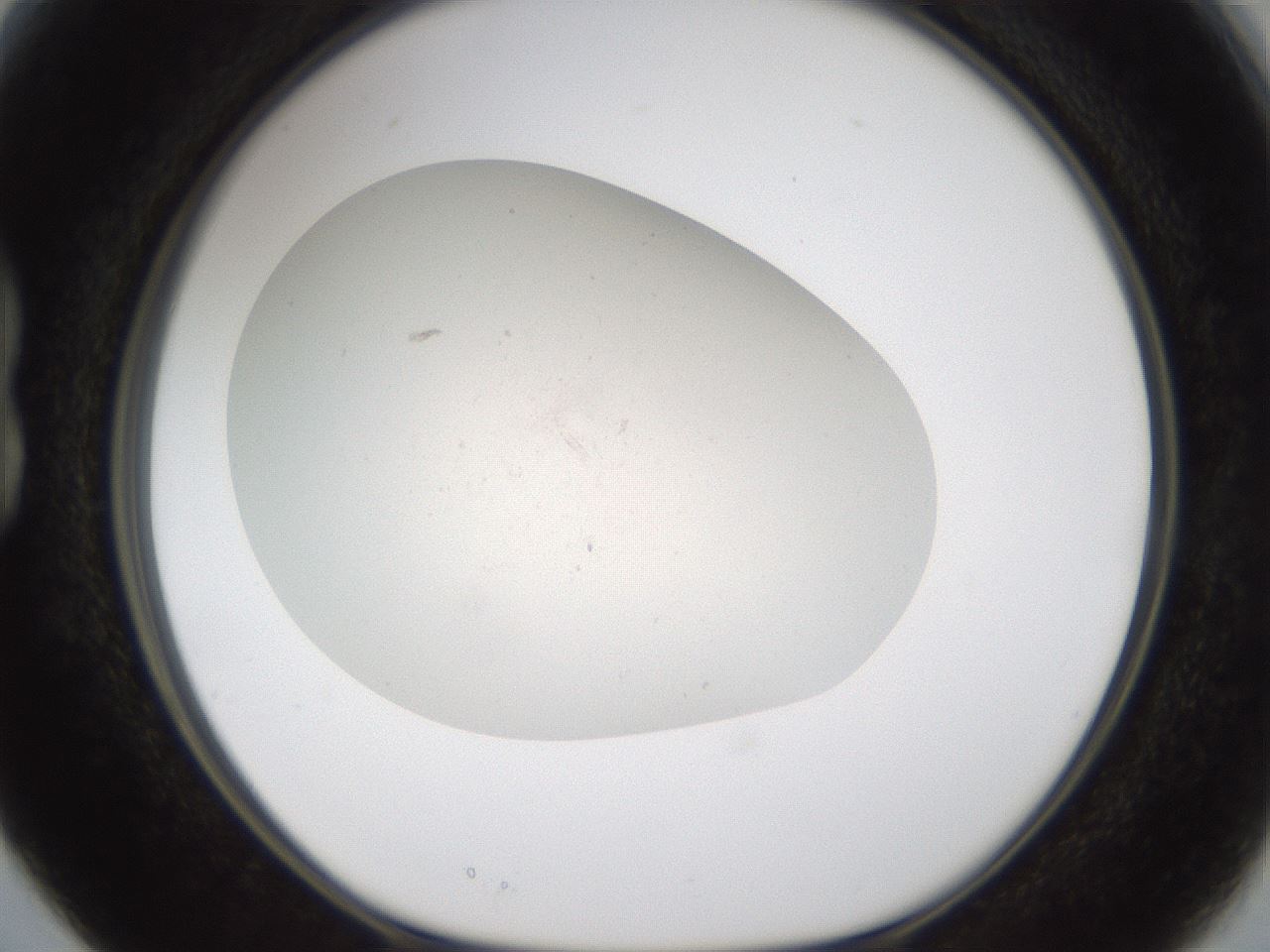 folderID950_plateID2950_batchID16037_wellNum15_profileID1_d1_r243342_ef.jpg
