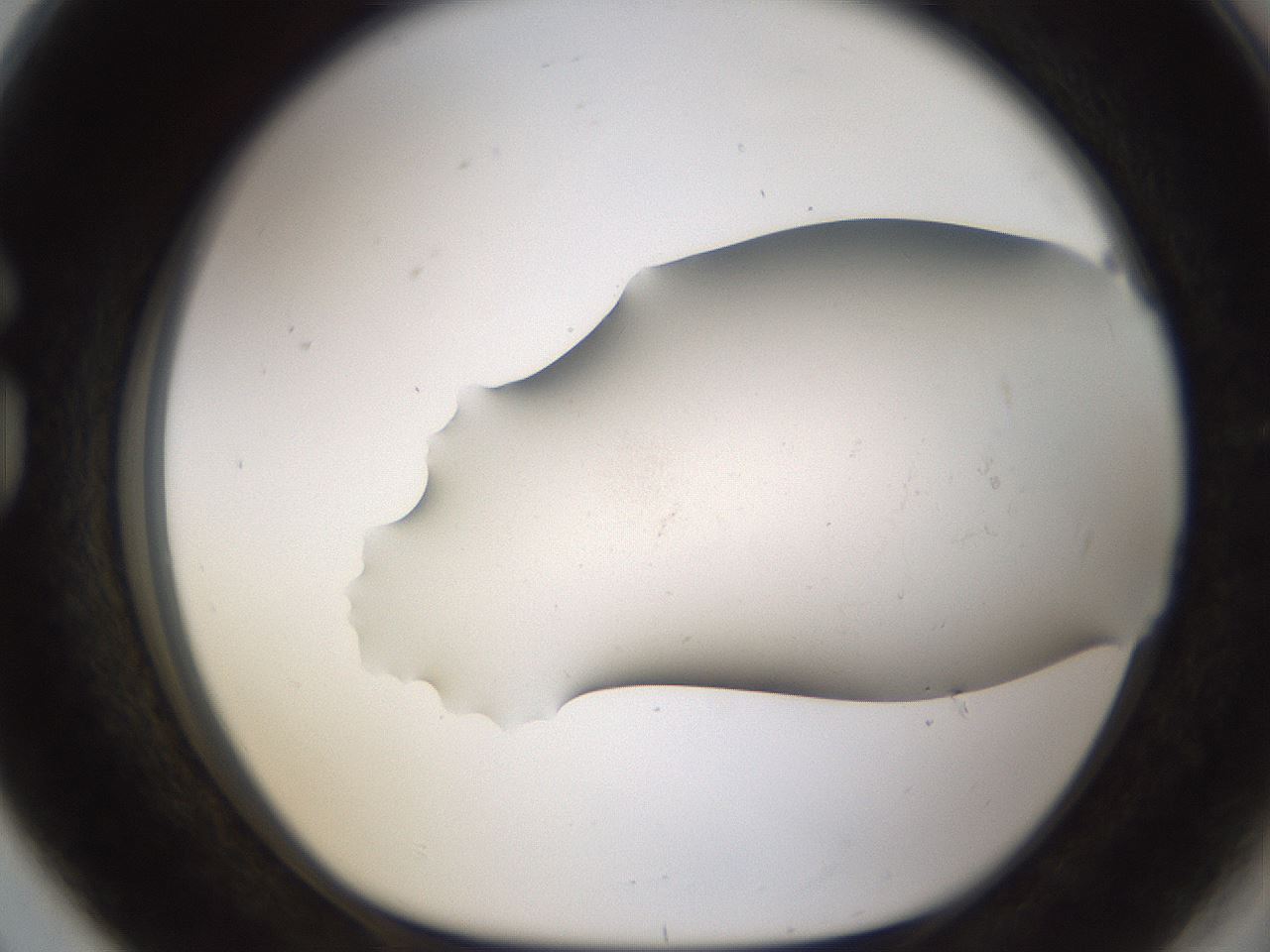 folderID950_plateID2950_batchID16037_wellNum80_profileID1_d1_r243407_ef.jpg