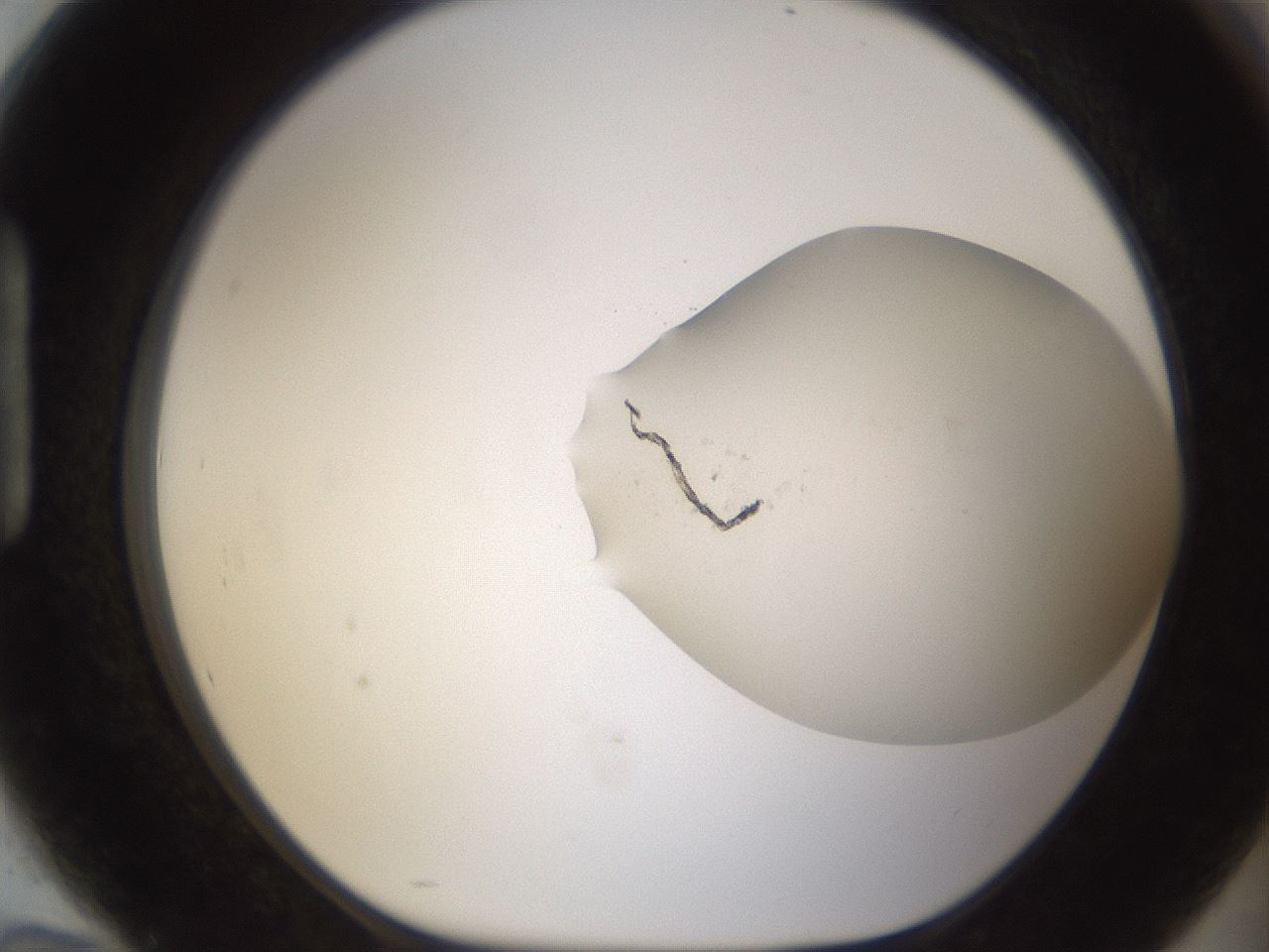 folderID950_plateID2950_batchID16037_wellNum94_profileID1_d1_r243421_ef.jpg