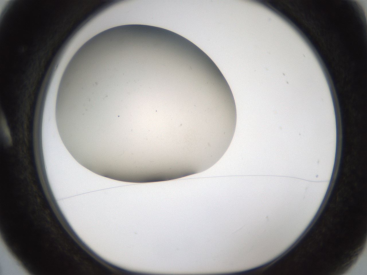 folderID950_plateID2950_batchID16037_wellNum5_profileID1_d1_r243332_ef.jpg