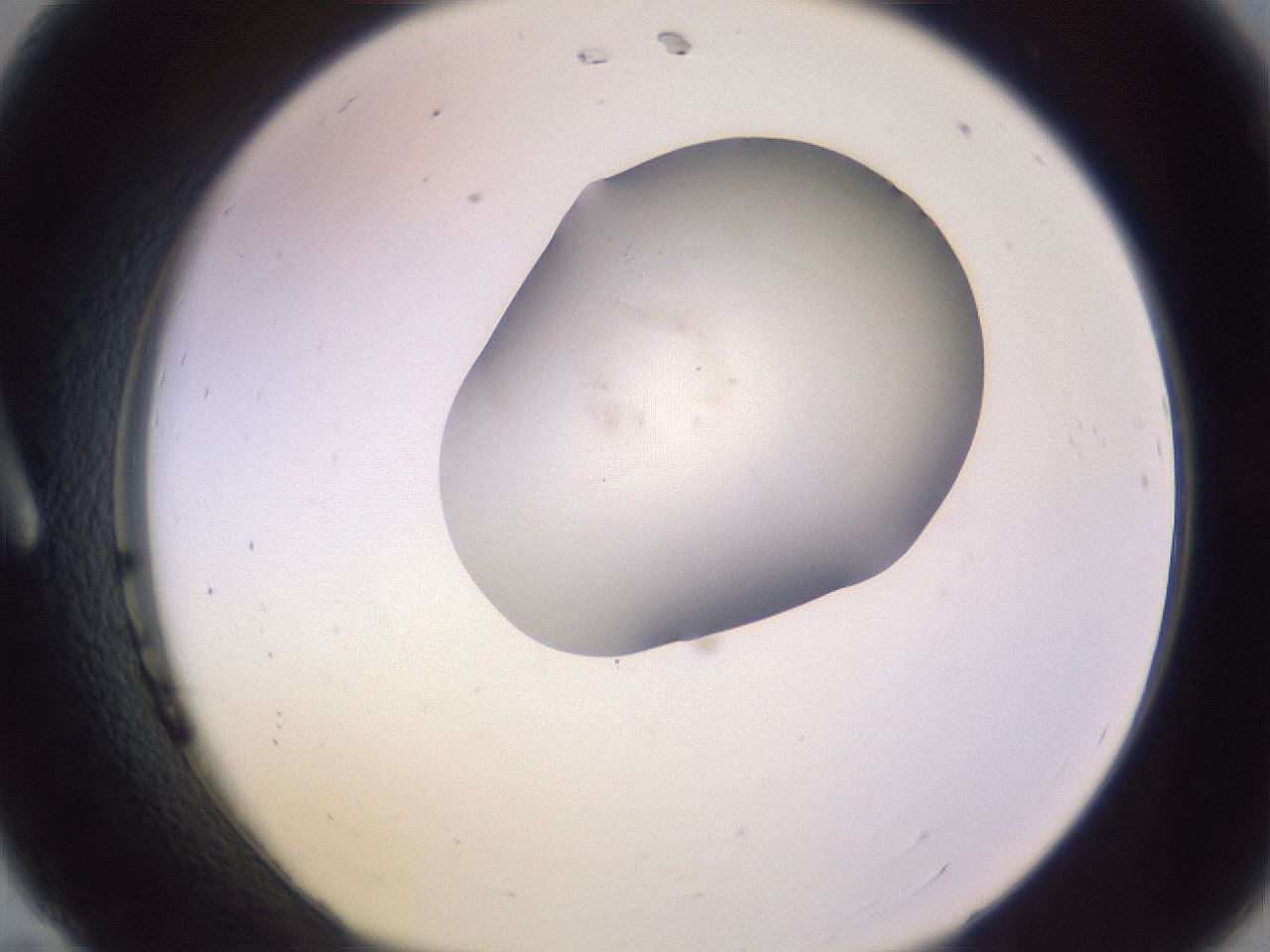folderID951_plateID2951_batchID16038_wellNum11_profileID1_d1_r243530_ef.jpg