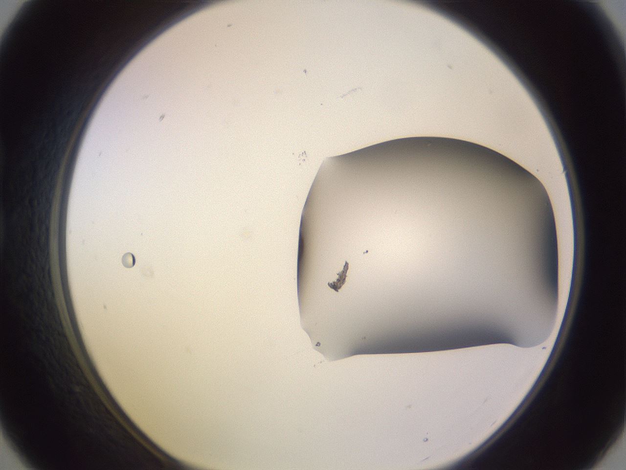 folderID951_plateID2951_batchID16038_wellNum21_profileID1_d1_r243540_ef.jpg